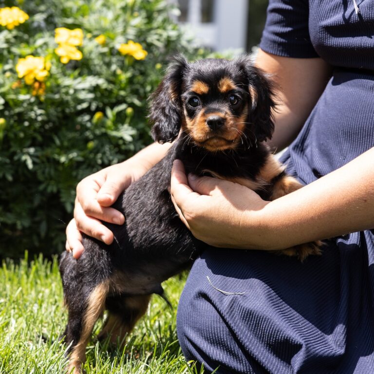 miniature cavalier king charles spaniel for sale