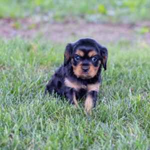 miniature cavalier king charles spaniel for sale