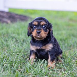 miniature cavalier king charles spaniel for sale near me