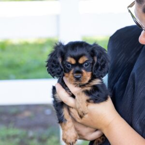 miniature cavalier king charles spaniel for sale near me pa