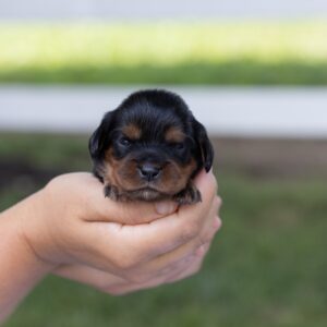 miniature cavalier king charles spaniel near me