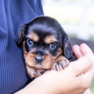 miniature cavalier king charles spaniel puppies