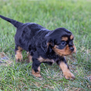 miniature cavalier king charles spaniel puppies