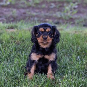 miniature cavalier king charles spaniel puppies