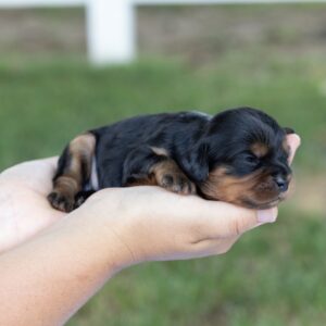 miniature cavalier king charles spaniel puppies