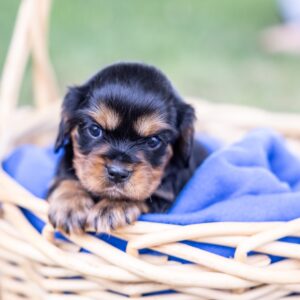 miniature cavalier king charles spaniel puppies in pa