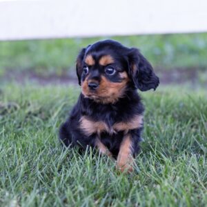 miniature cavalier king charles spaniel puppies near me