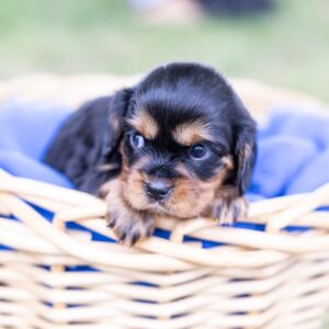 miniature cavalier king charles spaniel puppies near me