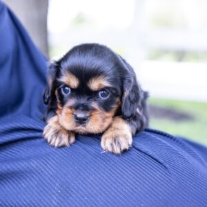 miniature cavalier king charles spaniel puppy