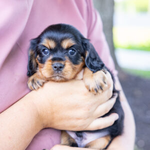 miniature cavalier king charles spaniel puppy