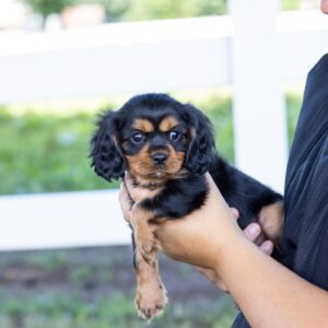 miniature cavalier king charles spaniel puppy