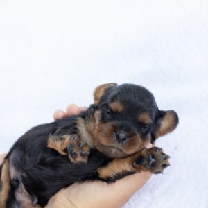 miniature cavalier king charles spaniel puppy