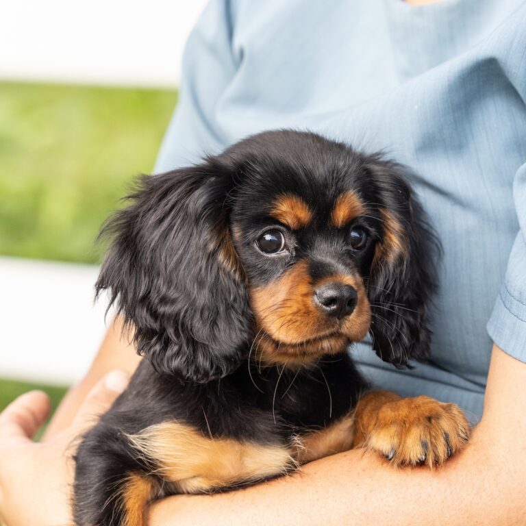 miniature cavalier king charles spaniel puppy