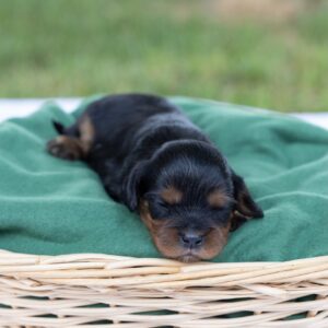 miniature cavalier king charles spaniels