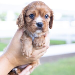 ruby cavalier king charles