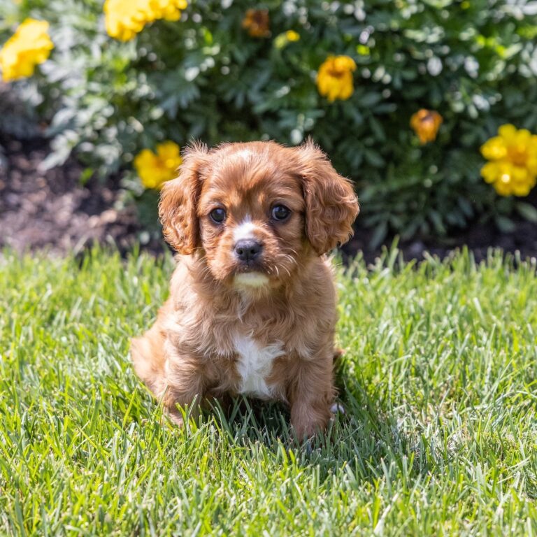 ruby cavalier king charles