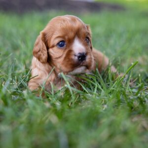 ruby cavalier king charles