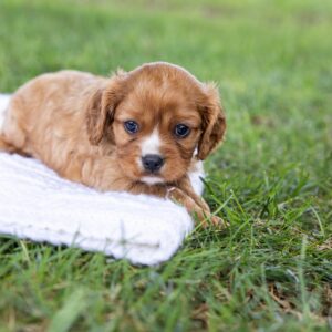 ruby cavalier king charles for sale