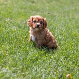 ruby cavalier king charles for sale