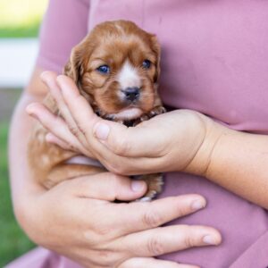ruby cavalier king charles for sale