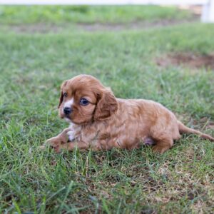 ruby cavalier king charles for sale nar me pa