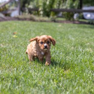 ruby cavalier king charles for sale near me