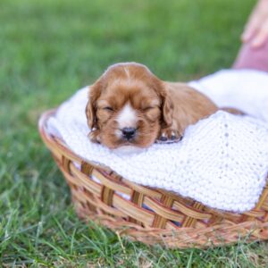 ruby cavalier king charles for sale near me