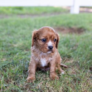 ruby cavalier king charles for sale near me nj