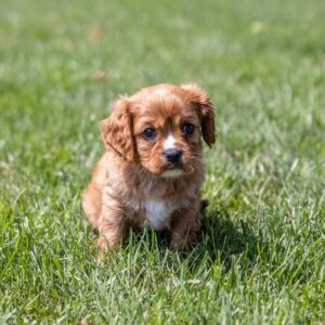 ruby cavalier king charles for sale pa