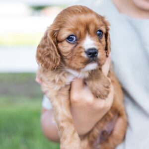 ruby cavalier king charles puppies