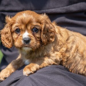 ruby cavalier king charles puppies