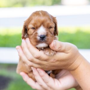 ruby cavalier king charles puppies