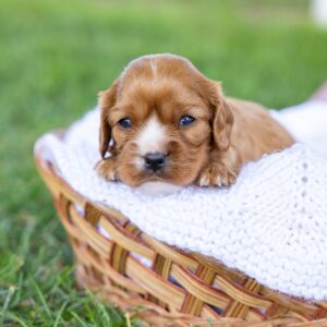 ruby cavalier king charles puppies for sale near me md