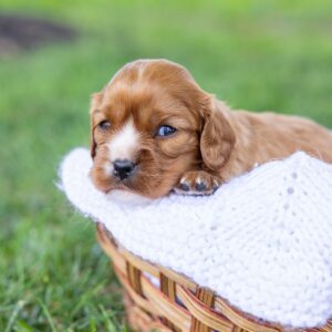 ruby cavalier king charles puppies for sale near me ny