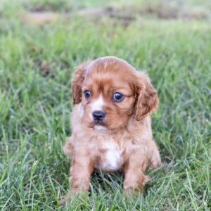 ruby cavalier king charles puppy