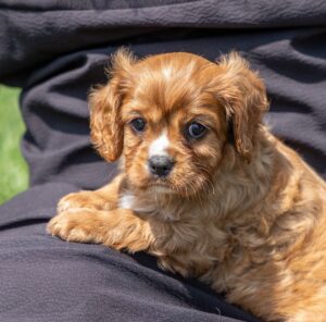 ruby cavalier king charles puppy