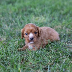 ruby cavalier king charles puppy