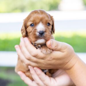 ruby cavalier king charles puppy near me