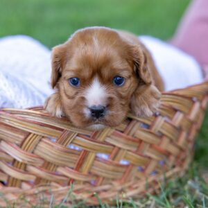 ruby cavalier king charles puppy near me pa