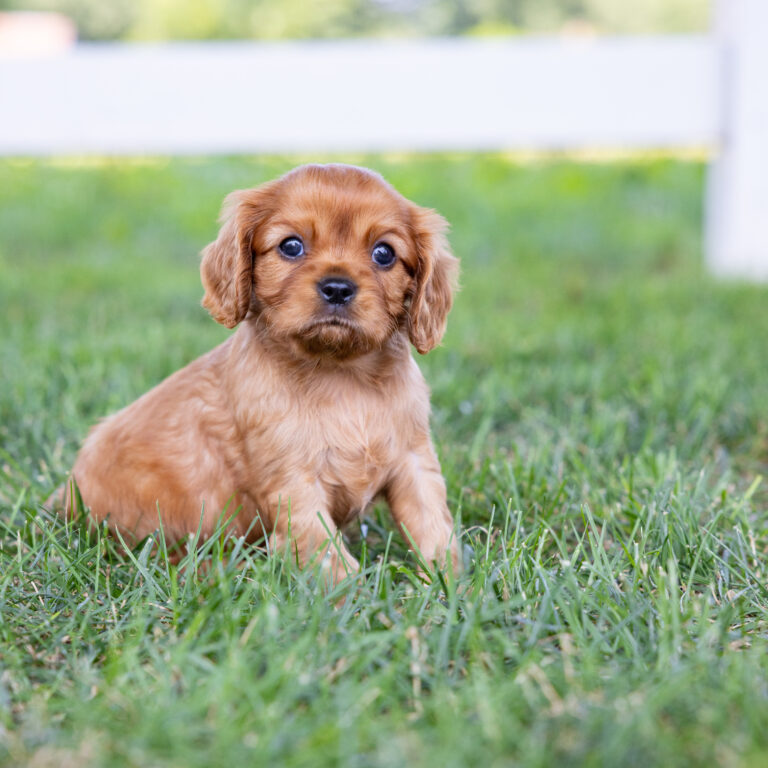 ruby cavalier king charles spaniel