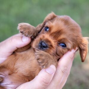 ruby cavalier king charles spaniel