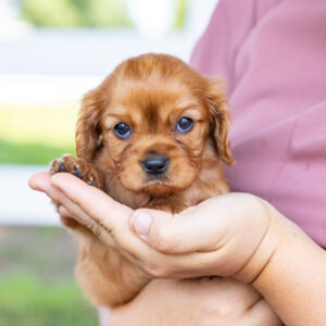 ruby cavalier king charles spaniel for sale