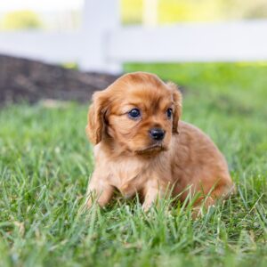 ruby cavalier king charles spaniel for sale near me