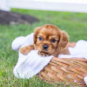 ruby cavalier king charles spaniel puppies