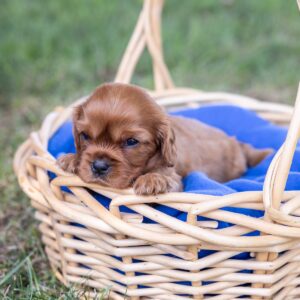 ruby cavalier king charles spaniel puppies