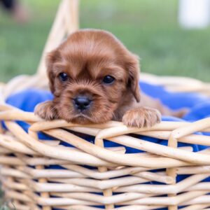 ruby cavalier king charles spaniel puppies near me