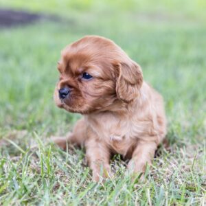 ruby cavalier king charles spaniel puppies near me ny