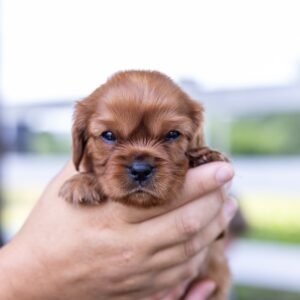 ruby cavalier king charles spaniel puppies near me pa