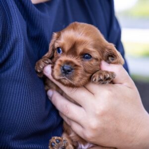 ruby cavalier king charles spaniel puppy