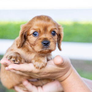 ruby cavalier king charles spaniel puppy